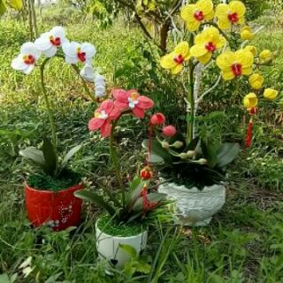 Combo hoa lan hồ điệp @Hoaithu