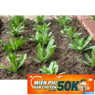 10g Hạt giống Ngò Gai
