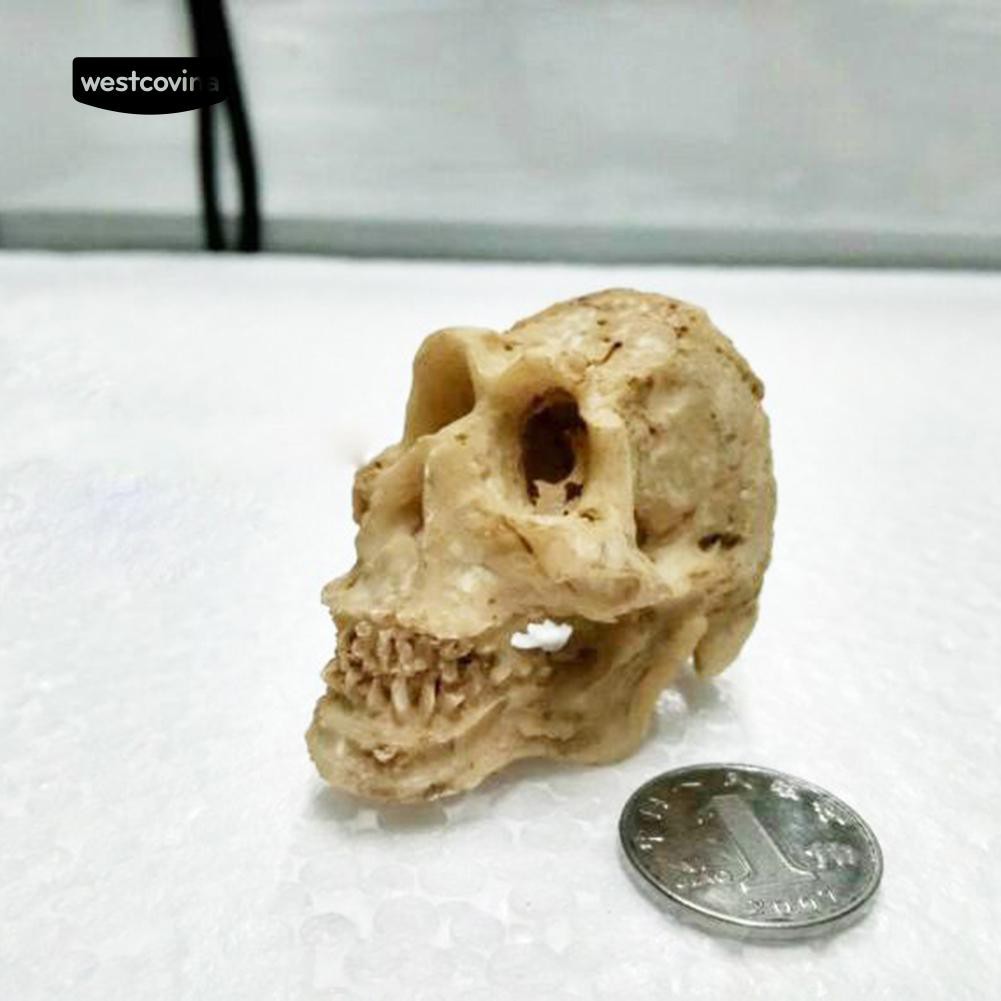 Đầu lâu trang trí hồ cá