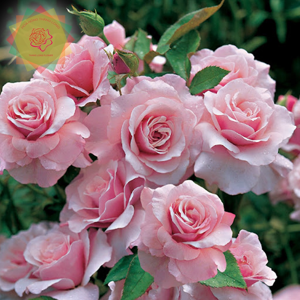 Cây hoa hồng ngoại Our Lady of Guadalupe rose  đẹp nuột nà - Hoa hồng Thăng Long Flower