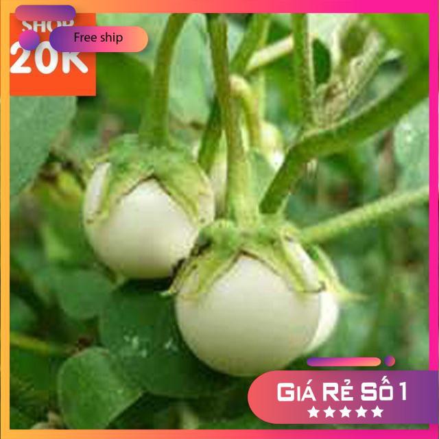 Giống Cà Pháo Trắng