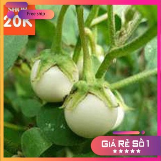 Giống Cà Pháo Trắng