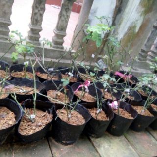 Bầu hồng ngoại (trồng từ cành chiết)