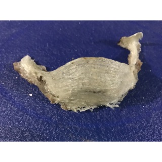 9g yến thô siêu ít lông+ 🍎+ đường phèn