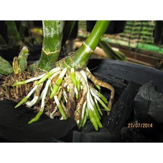 Kích thích sinh trưởng Super