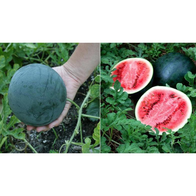 Hạt giống dưa hấu trái tròn đen, trái nặng 8-10kg, 80 ngày thu hoạch - gói 5 gram