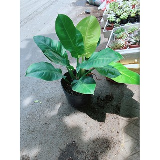 Bụi trầu bà đế vương