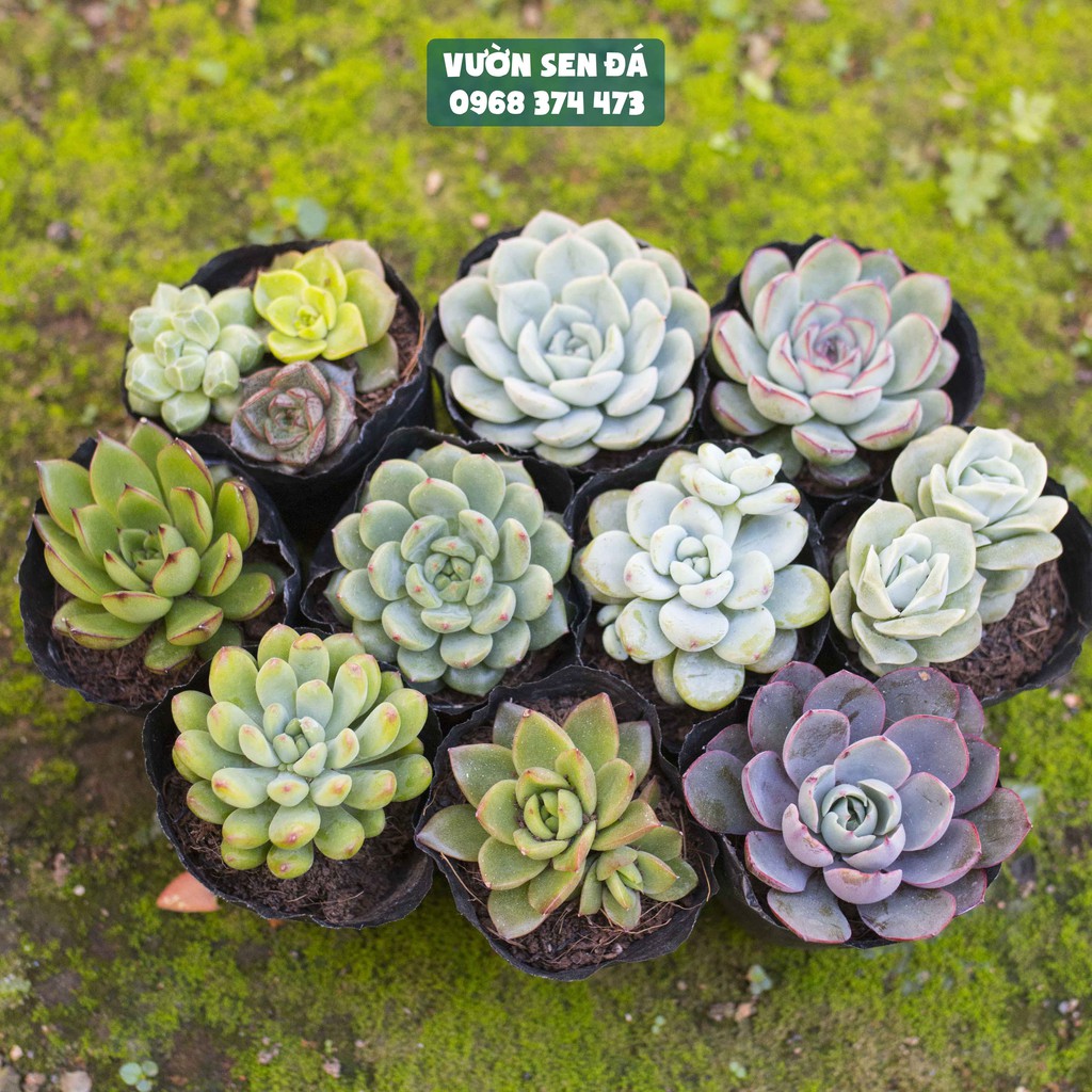 Combo 10 loại sen đá cỡ nhỏ ngẫu nhiên 5-7cm