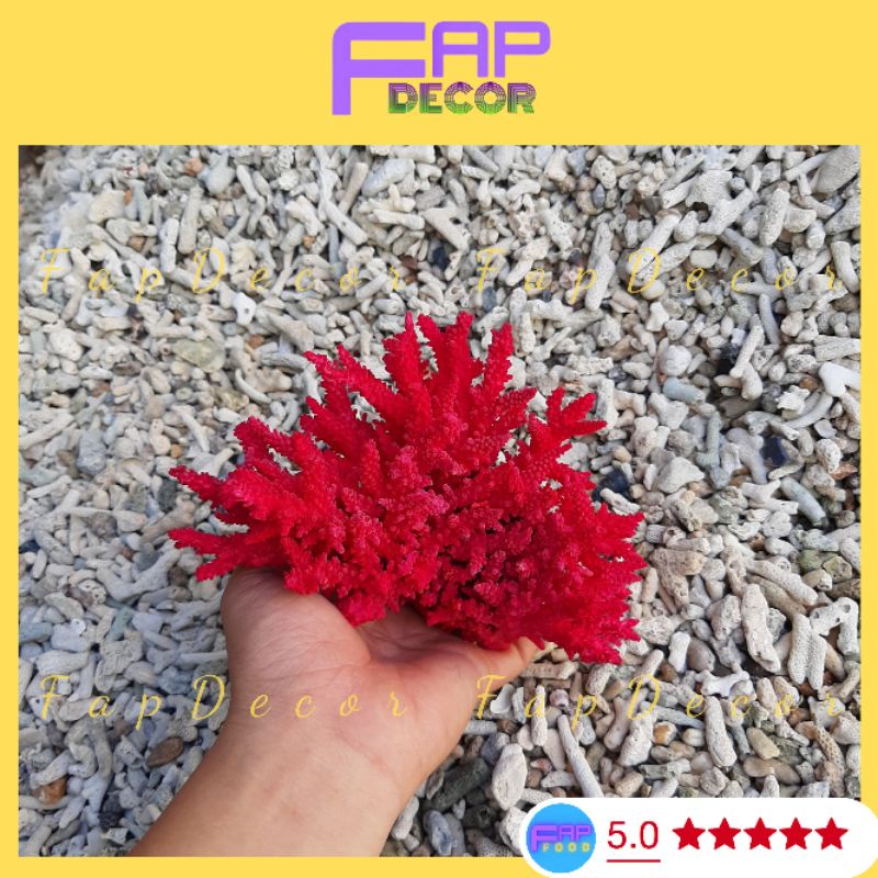 Bông Rạn San Hô Biển Phối Màu Siêu Đẹp Dùng Trang Phí Phòng Setup Bể Cá, San Hô Biển Thiên Nhiên Đẹp - FapFood
