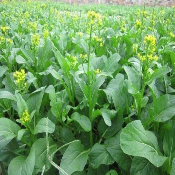 Hạt giống Cải Ngồng TN - 52