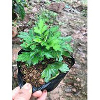 1 Cây Cúc cổ Sơn la (cây giống)
