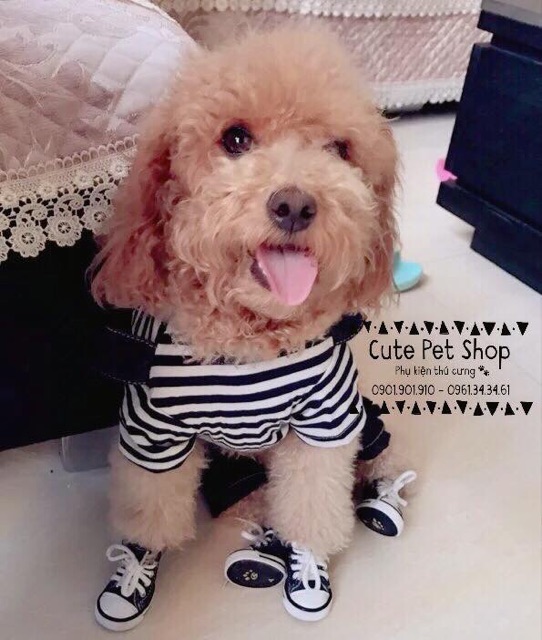 Giày Converse cực style cho cún mèo🐶🐱🤘🏻