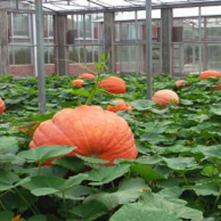 Hạt giống bí ngô khổng lồ 5 hạt