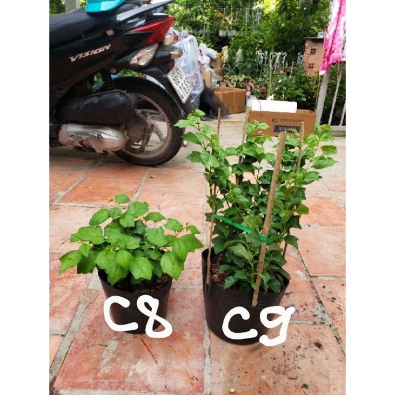 Cây Huyền Trân Công Chúa