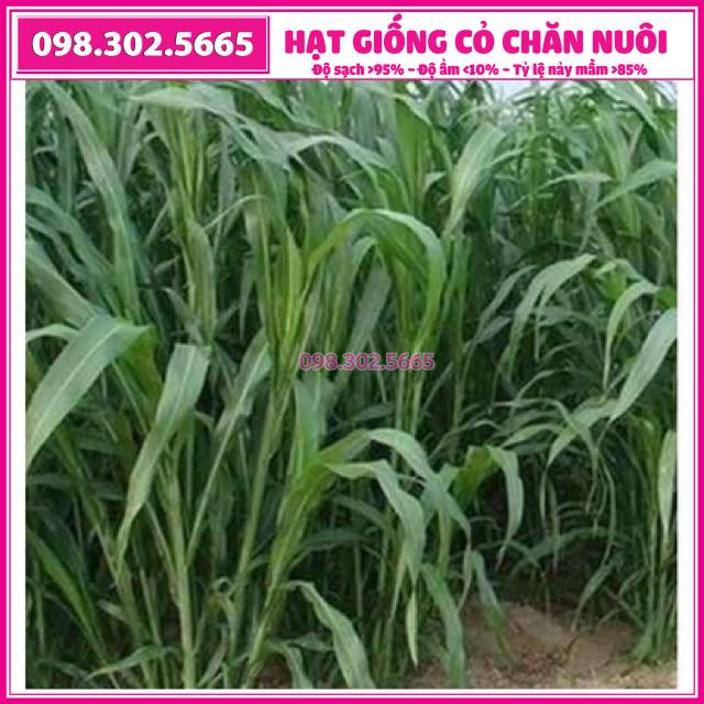 Hạt giống cỏ chăn nuôi Sudan lai 100g