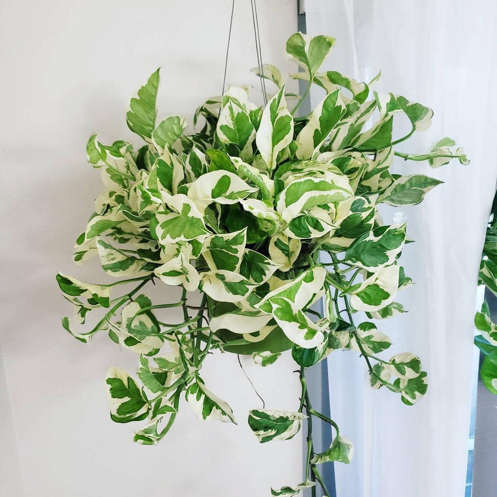 Trầu Bà Sữa (Chậu Siêu To)