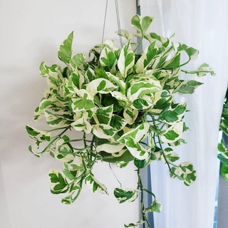 Trầu bà sữa
