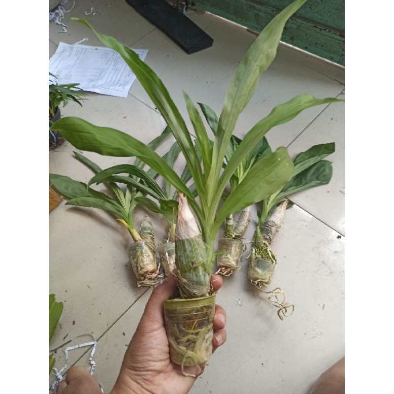 Hoa lan thiên nga size Trung