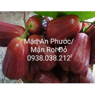 CÂY MẬN AN PHƯỚC , MẬN ROI ĐỎ GIỐNG