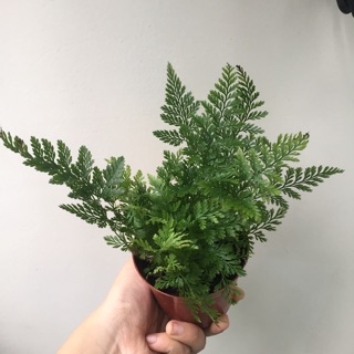 Combo chậu + cây dương xỉ