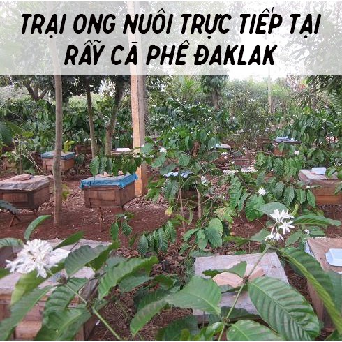 Mật ong hoa cà phê [CAM KẾT] 100% nguyên chất, hàng chuẩn dùng tại Spa Quê Một Cục 500ml  (vàng nâu đậm) | BigBuy360 - bigbuy360.vn