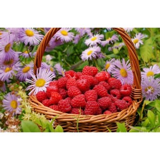 HẠT GIỐNG MÂM XÔI ĐỎ
