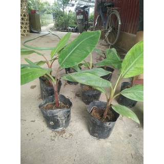 CÂY GIỐNG CHUỐI THÁI