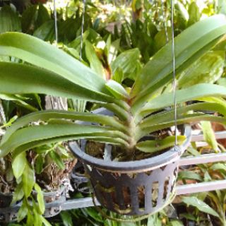 Hoa phong lan đai châu bò sữa khủng
