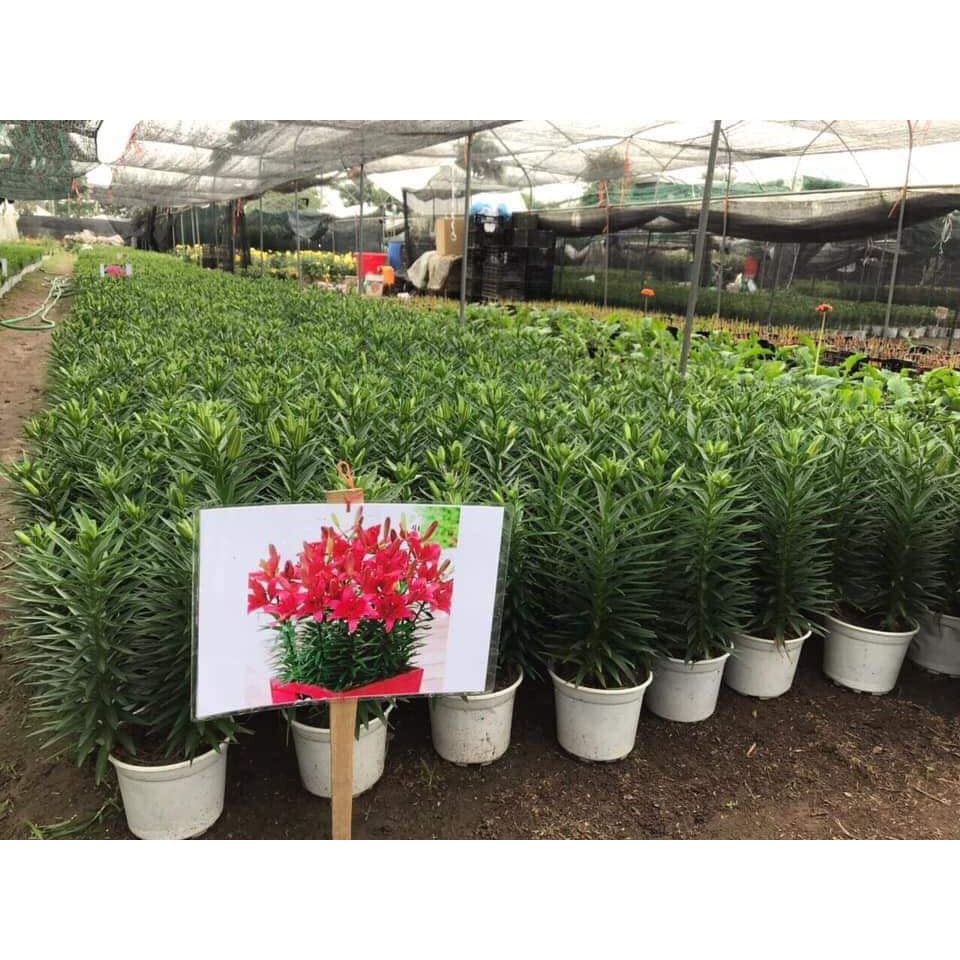 Củ  hoa ly giá tại vườn