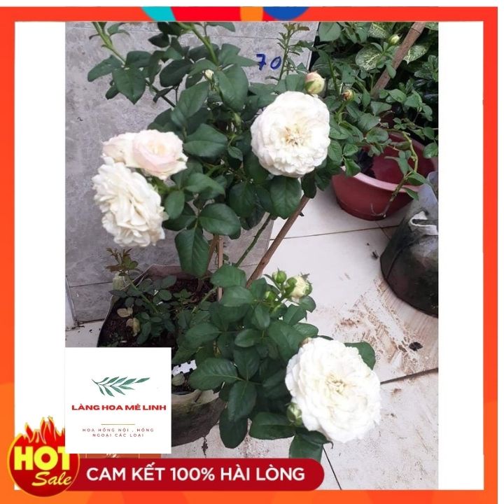 Hoa hồng ngoại Keira Mang vẻ đẹp tựa như một thiên thần đẹp tinh khôi, hoàn mỹ.