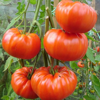 Hạt giống cà chua khổng lồ