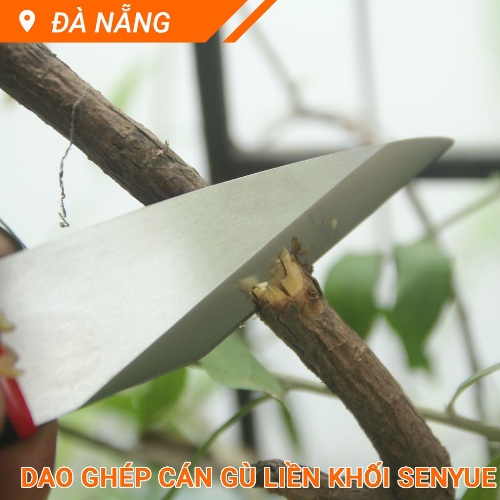 Dao ghép cán gù liền khối lưỡi lõm Senyue