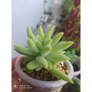 sen đá chuỗi ngọc đứng . cây con