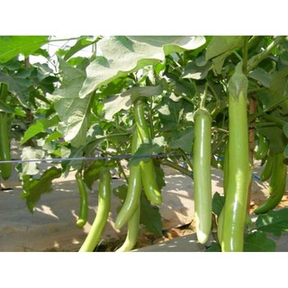 Hạt giống Cà xanh mỡ (0.5g)