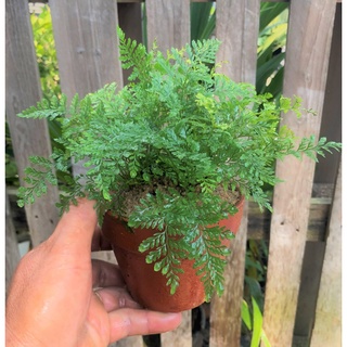 Chậu đất nung cây dương xỉ  Pháp