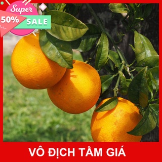 Free Ship Cây cam Vinh chuẩn giống F1 khỏe mạnh, giống cam Vinh sai quả và quả ngọt