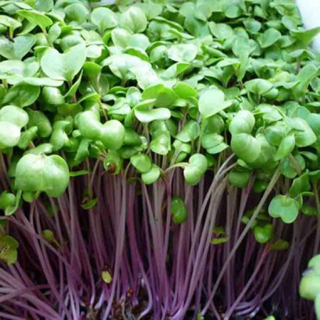 Hạt giống rau mầm đỏ mầm củ cải đỏ Thuận Điền 50g/túi giá rẻ