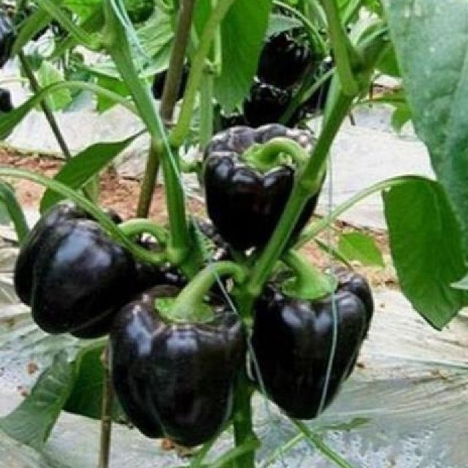 Hạt giống Ớt ngọt đen - Gói 5 hạt