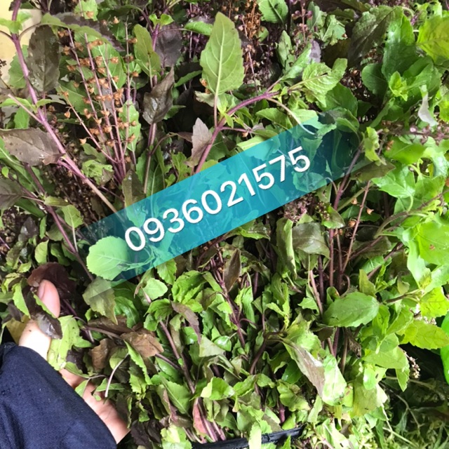 Hương nhu tím tươi