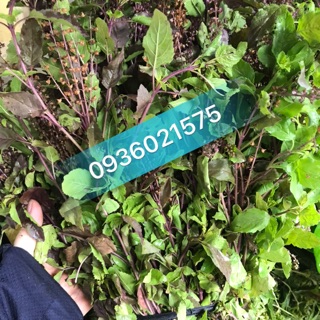 Hương nhu tím tươi