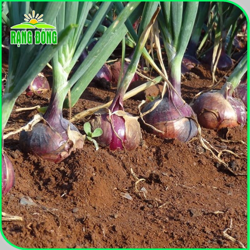 Hạt giống Hành Tây Đỏ (hành tây tím) củ to, trồng quanh năm (gói 2gr) - Hạt giống Rạng Đông