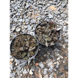 Chậu mềm JEWEL ORCHID ( LAN KIM TUYẾN, LÁ KIM CƯƠNG )