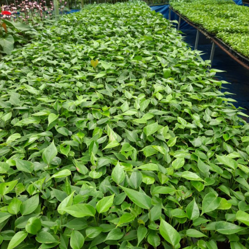 Chậu Cây giống Hoa hồng môn tím - Anthurium andraeanum