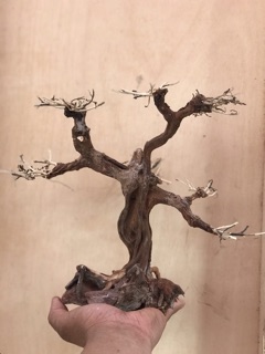 Lũa bonsai cổ thủ cho bể cá thuỷ sinh KT: C32xD22