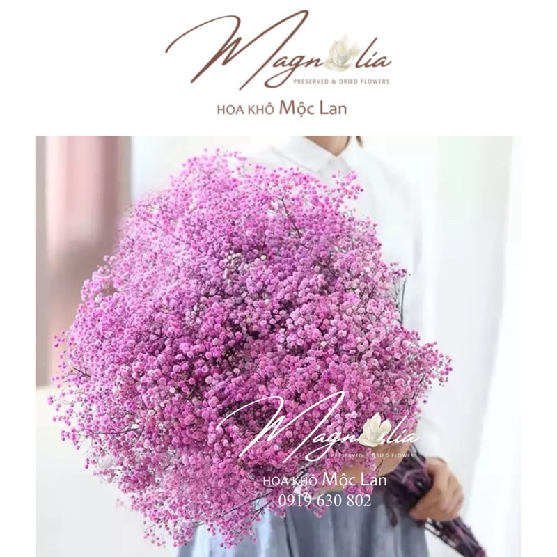 [HÀNG A+] Hoa khô baby tông màu hồng ❤️FREESHIP❤️ Đồ thủ công trang trí giáng sinh