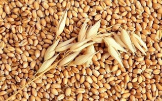 500g hạt cỏ lúa mì, lúa mạch ươm nảy mầm.