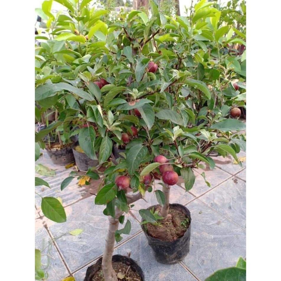 Cây táo đỏ - Trung Tâm Giống NUA + Tặng 01 cây dâu da đất ( bòn bon)
