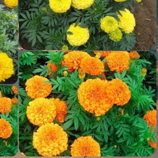 🍀HẠT GIỐNG HOA VẠN THỌ MỸ F1🍀 MÀU VÀNG VÀNG CHANH SIÊU ĐẸP TUỔI THỌ HOA CAO