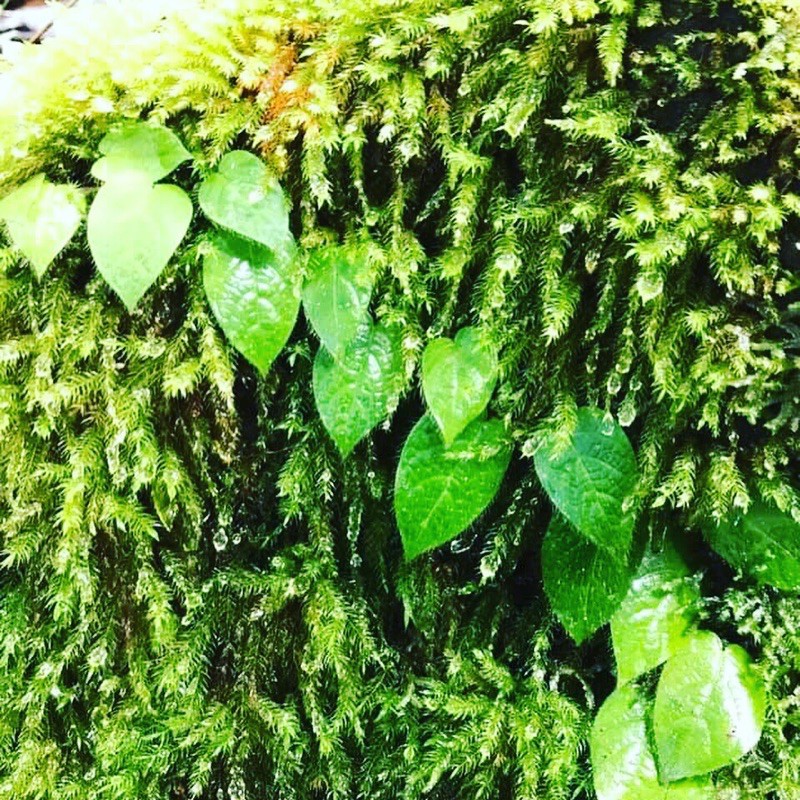 Rêu Spini (Pyrhobryum Spinifome)