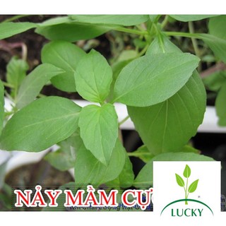 2g Hạt Giống Húng Thơm Trắng/ Rau É Trắng/ Rau Thơm Sả  THANHHUONG